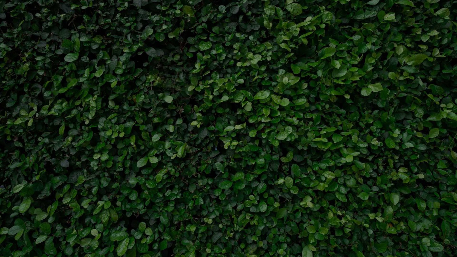 hedge trimming services