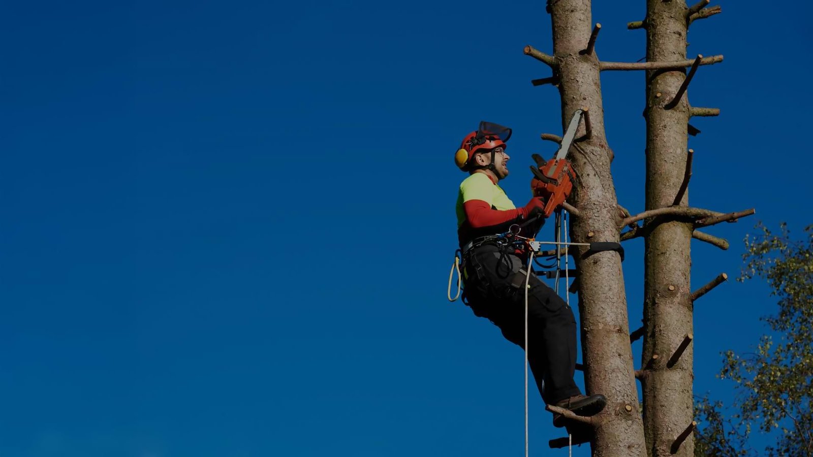 tree cutting services