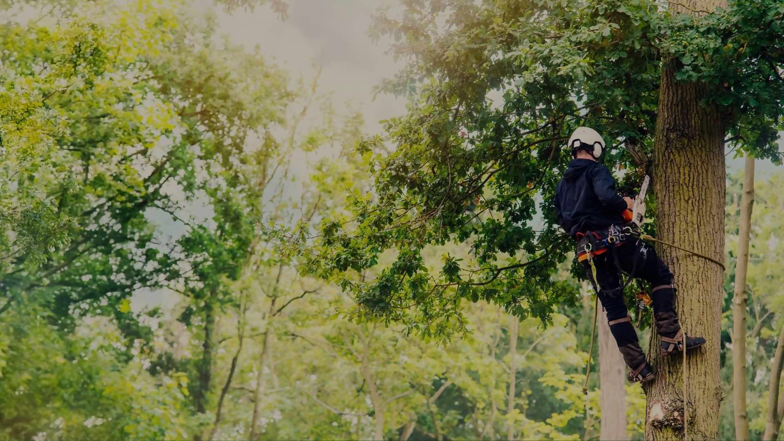 tree cutting services