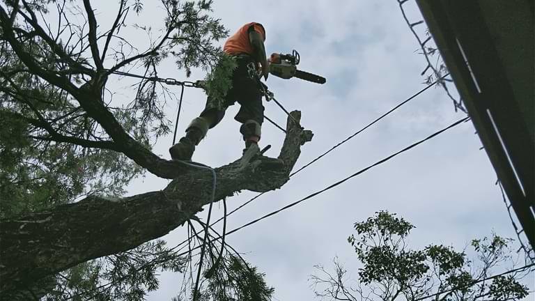tree lopping in brisbane - tree loppers brisbane