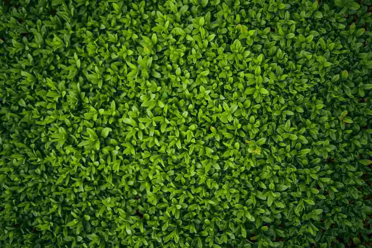 hedge trimming in brisbane