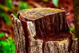 tree stump removal brisbane, Ipswich, Logan
