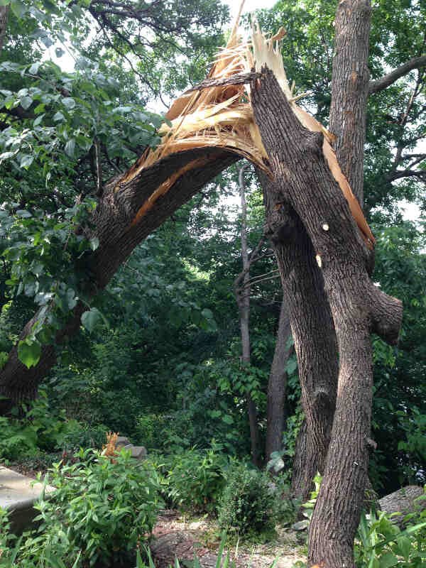 tree lopper brisbane for storm damaged tree removals