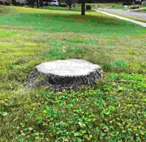 tree stump grinding brisbane