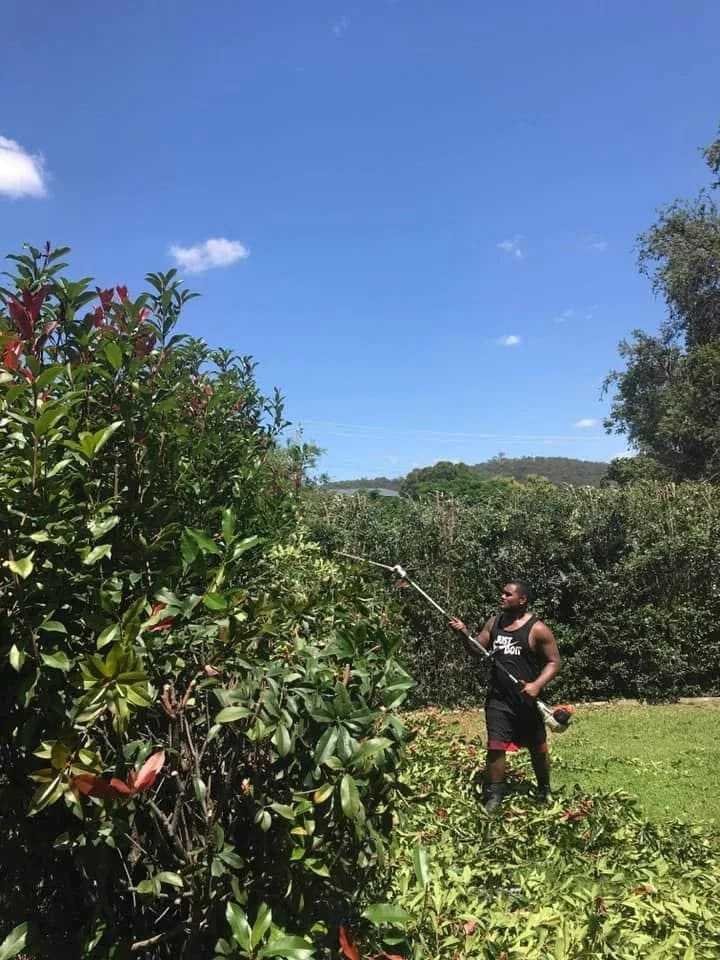 hedge trimming service forest lake