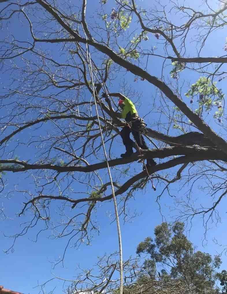 tree lopping services ipswich