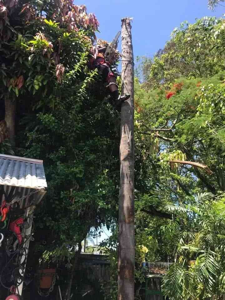 tree lopping services in ipswich