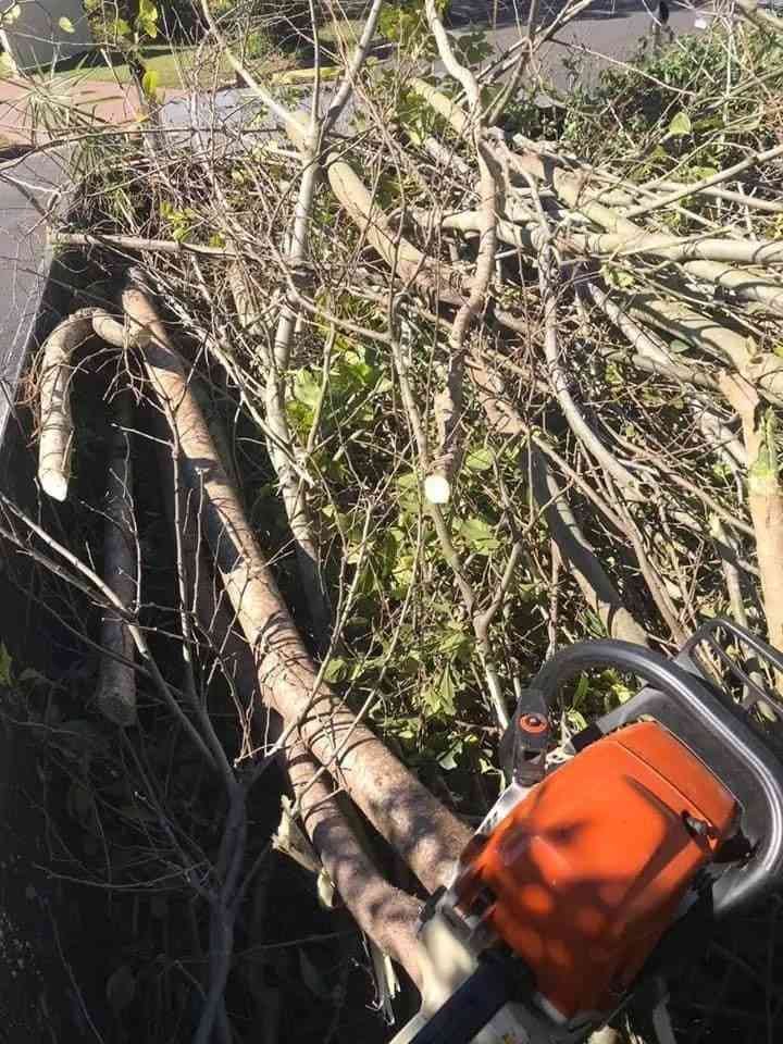 tree removal service ipswich