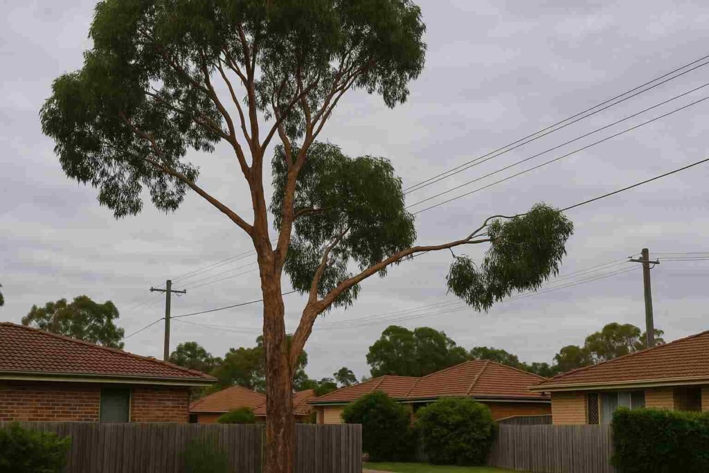 tree lopping in ipswich